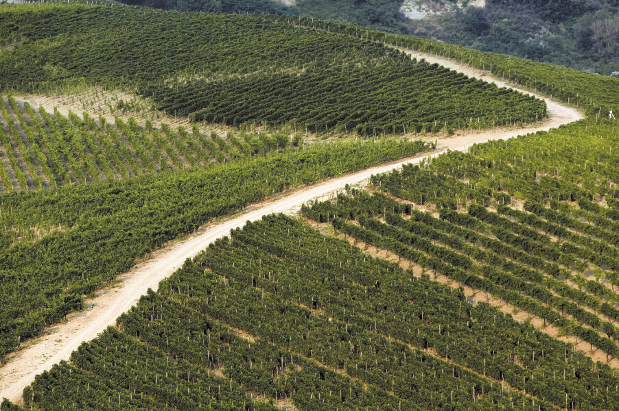 Vigneto Cutizzi Greco di Tufo DOCG