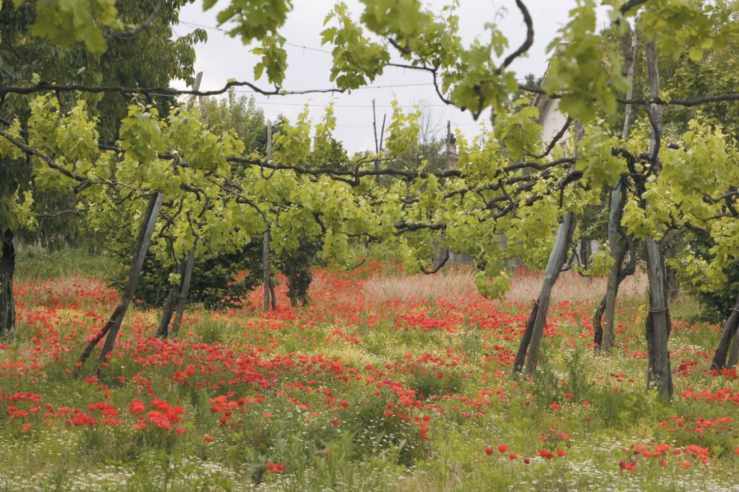 vitigni di alcanico in irpinia