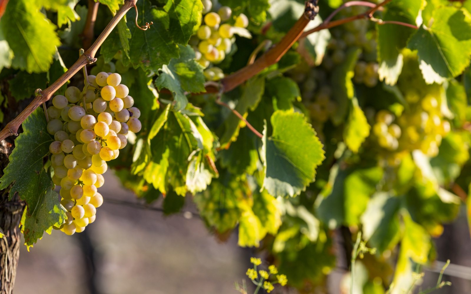 uva fiano d'avellino feudi docg irpina