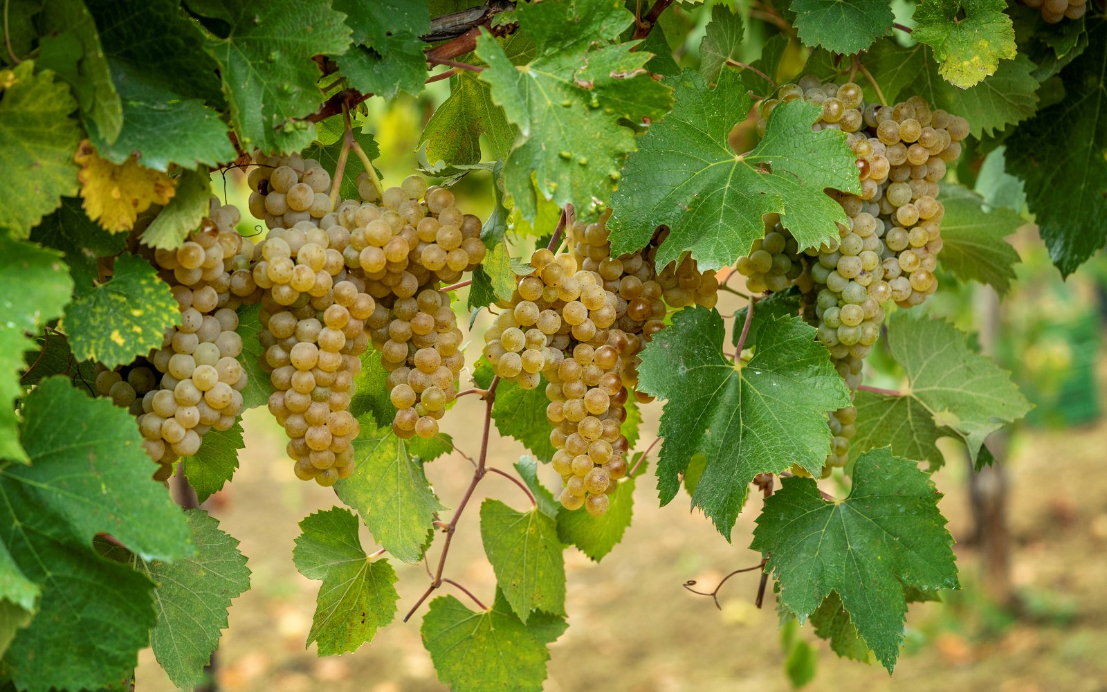 uva da vigneto greco di tufo feudi
