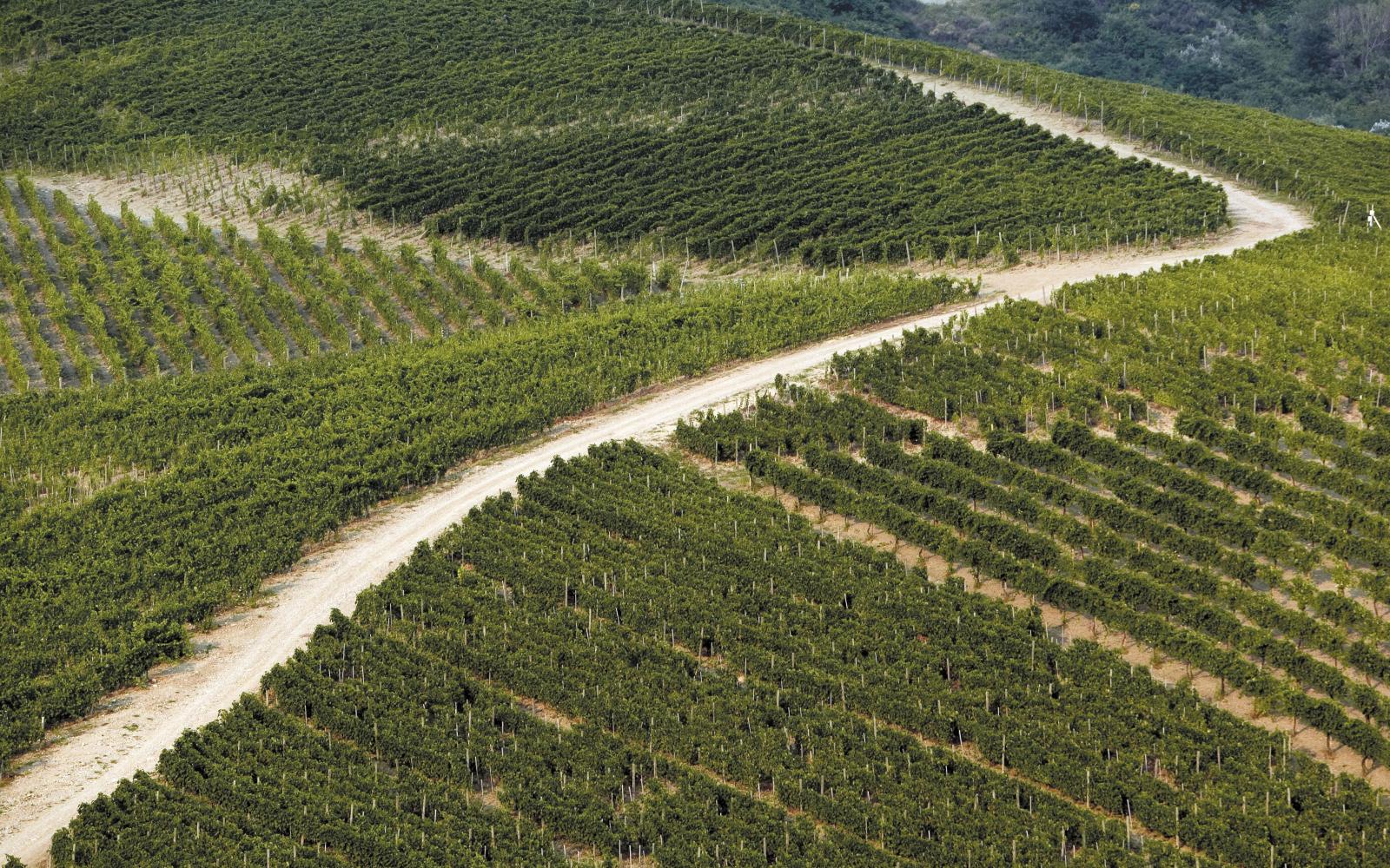 vitigni di greco di tufo feudi
