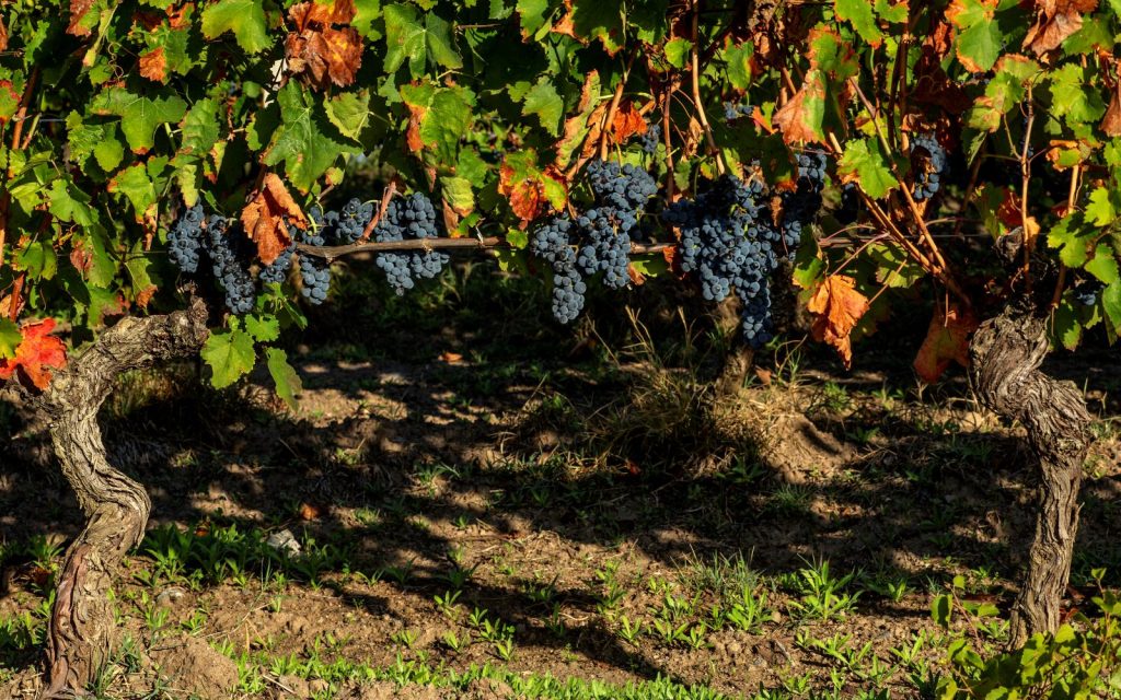 vigna di aglianico feudi di san gregorio