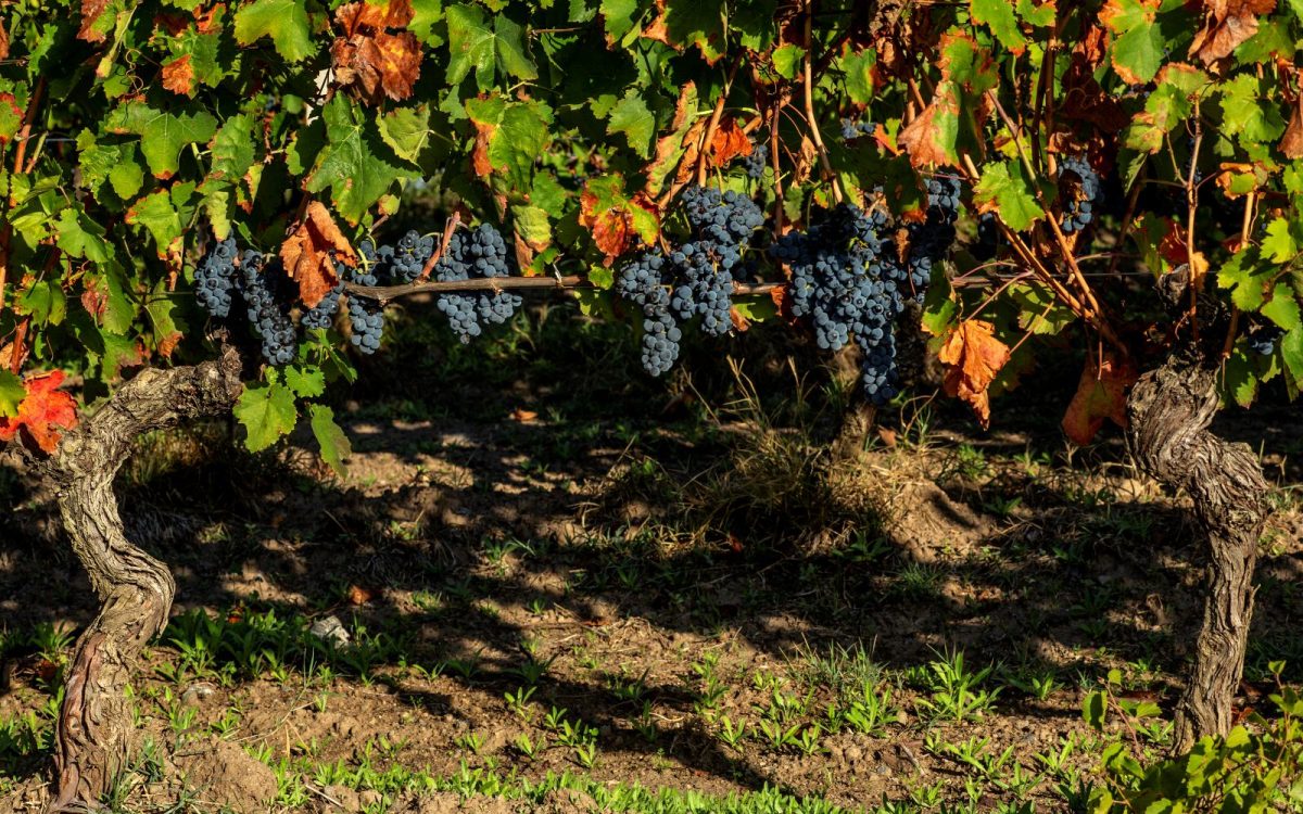 vigna di aglianico feudi di san gregorio