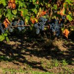 vigna di aglianico feudi di san gregorio